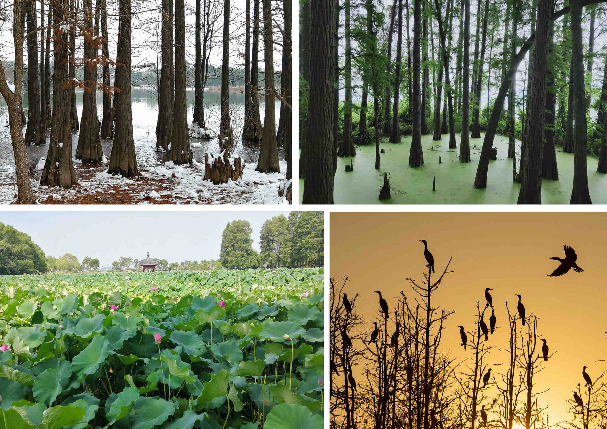東湖生態受到有意識的保護。