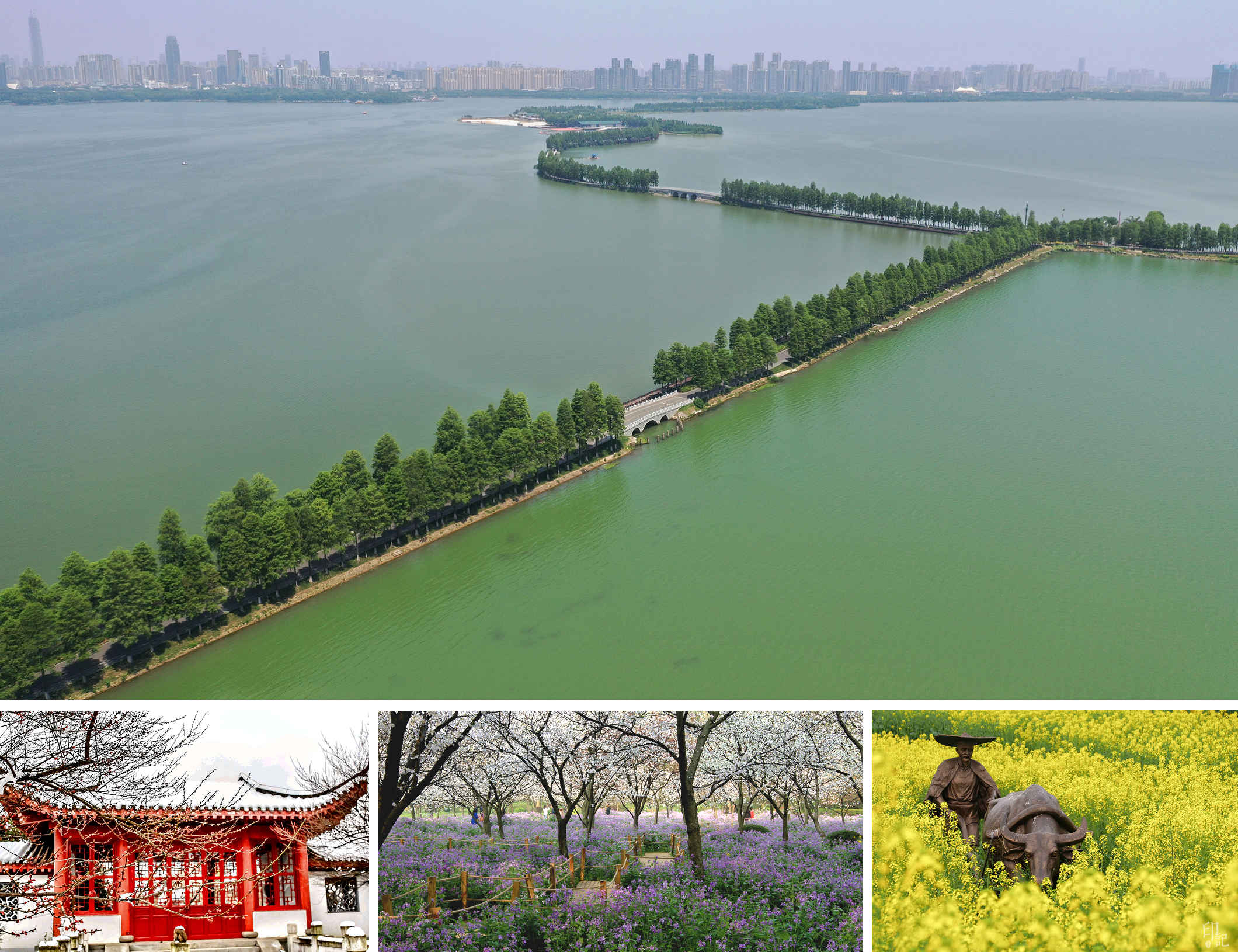 往年，東湖春花陸續開放，湖畔即見賞花遊人如織。