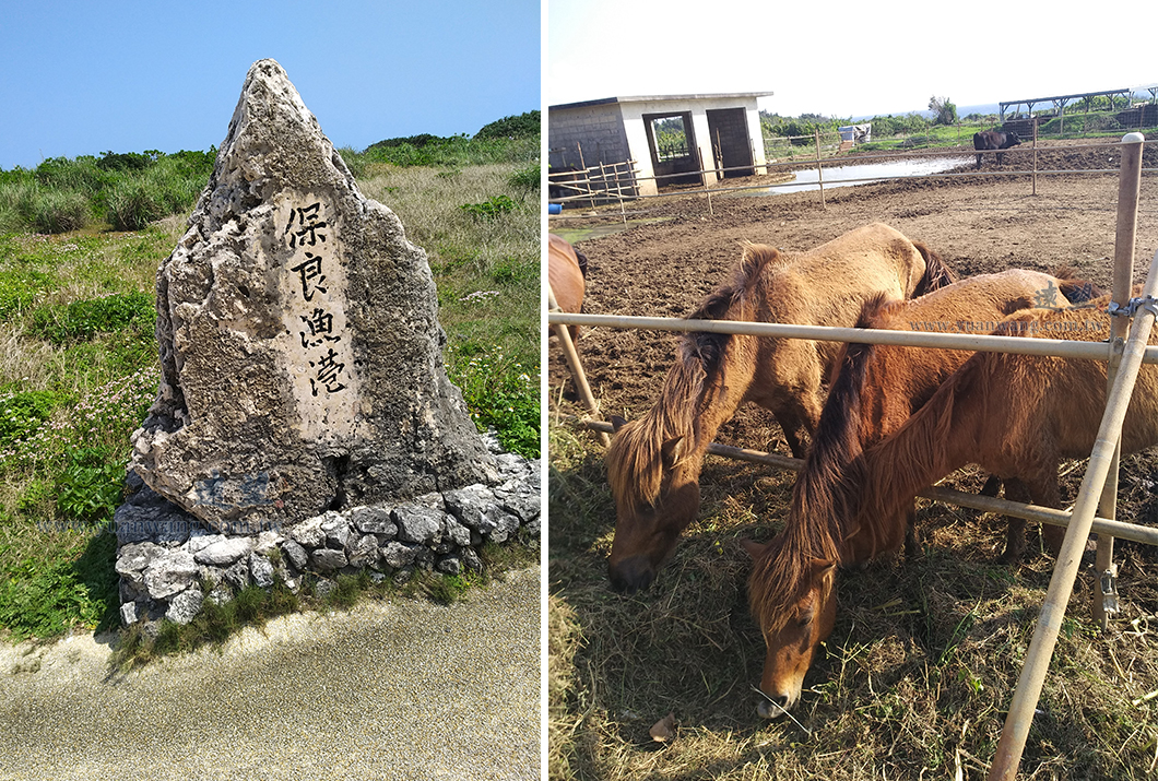 左圖為東平安名崎的保良漁港路牌；右圖則是西平安名崎發現宮古馬。